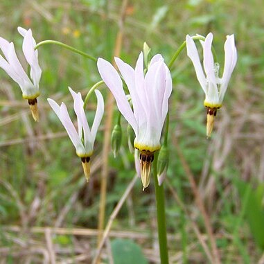 Primula meadia unspecified picture