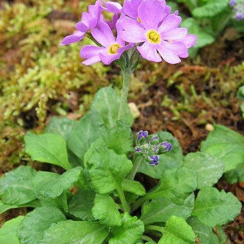 Primula modesta unspecified picture