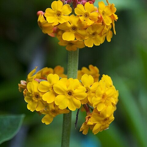 Primula bulleyana unspecified picture