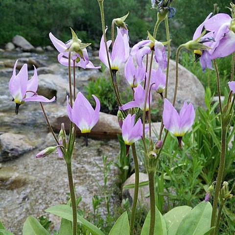 Primula jeffreyi unspecified picture