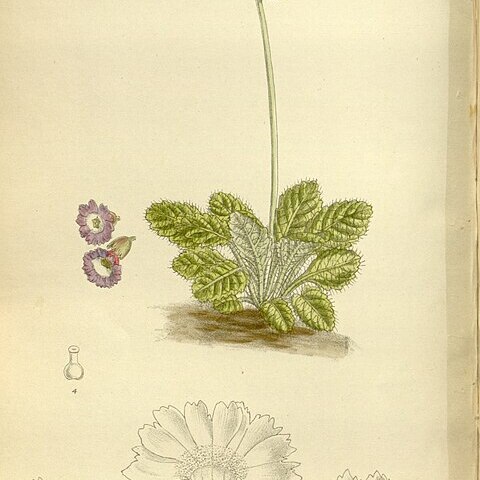 Primula wattii unspecified picture