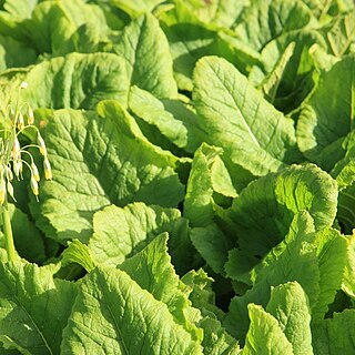 Primula grandis unspecified picture