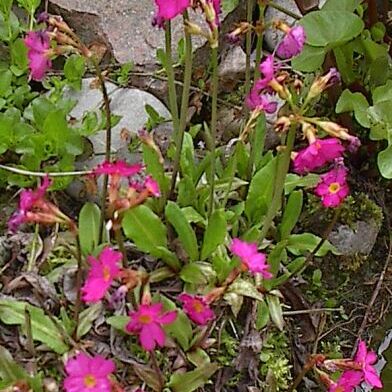 Primula rosea unspecified picture