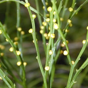 Psilotum unspecified picture