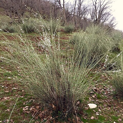 Prunus arabica unspecified picture