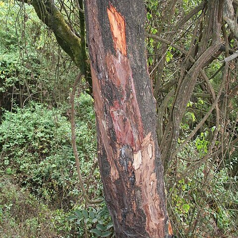 Prunus africana unspecified picture