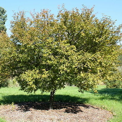 Prunus incisa unspecified picture