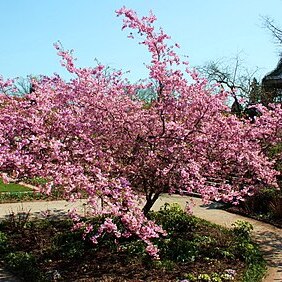 Prunus sargentii unspecified picture