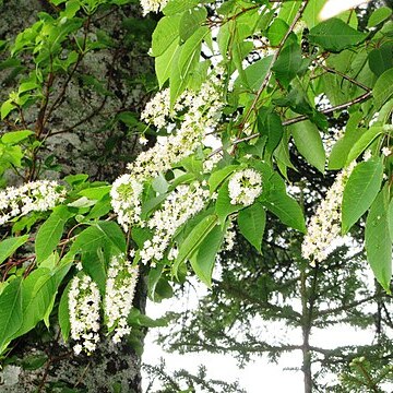 Prunus ssiori unspecified picture