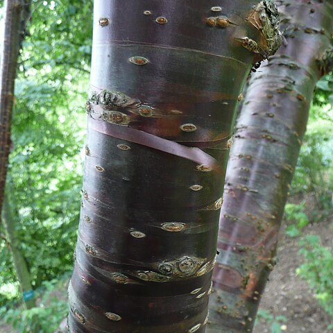 Prunus canescens unspecified picture