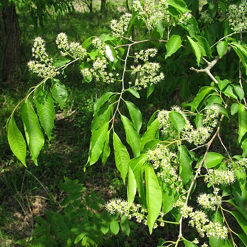 Prunus buergeriana unspecified picture