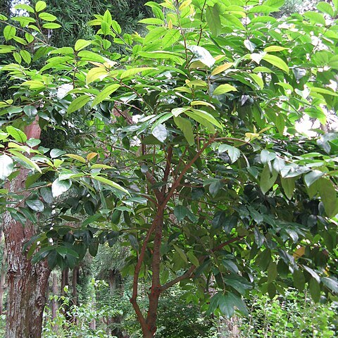 Prunus zippeliana unspecified picture