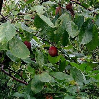 Prunus unspecified picture