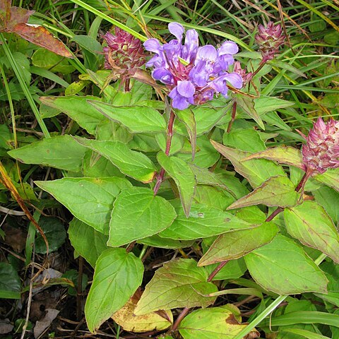 Prunella prunelliformis unspecified picture