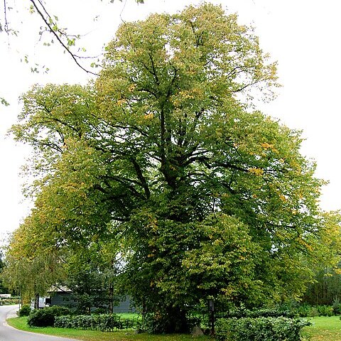 Tilia europaea unspecified picture