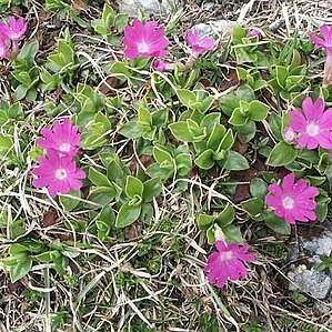 Primula clusiana unspecified picture