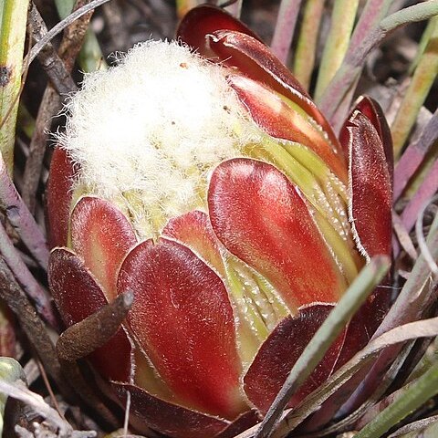 Protea intonsa unspecified picture