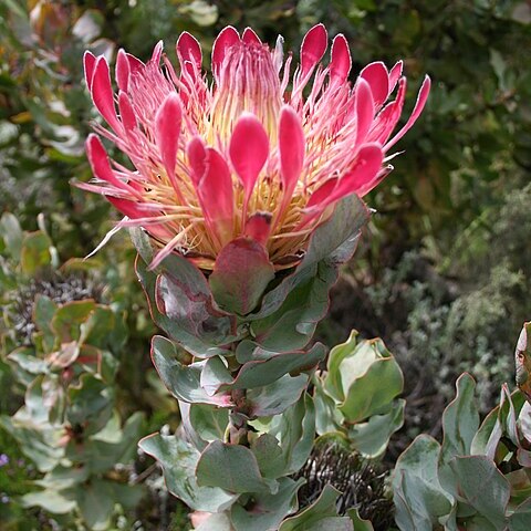 Protea eximia unspecified picture