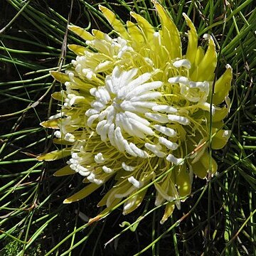 Protea lorea unspecified picture