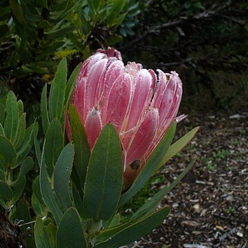 Protea compacta unspecified picture