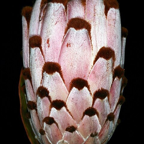 Protea speciosa unspecified picture