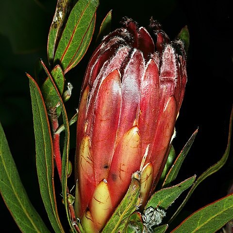 Protea burchellii unspecified picture