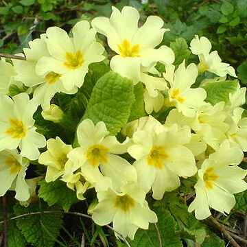 Primula vulgaris subsp. balearica unspecified picture