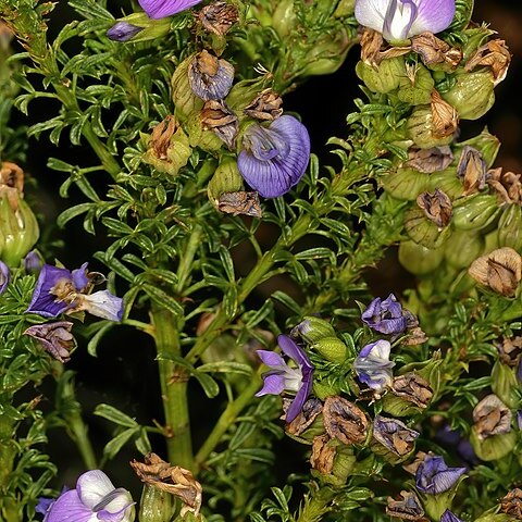 Psoralea aculeata unspecified picture