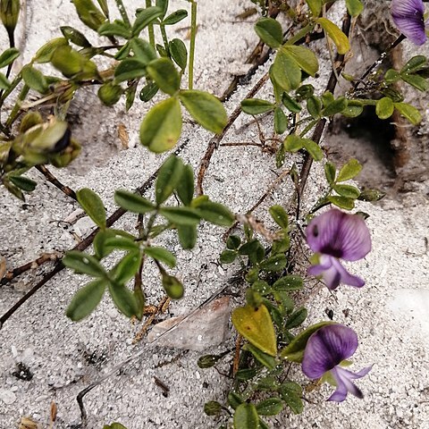 Psoralea repens unspecified picture