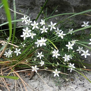 Moehringia villosa unspecified picture