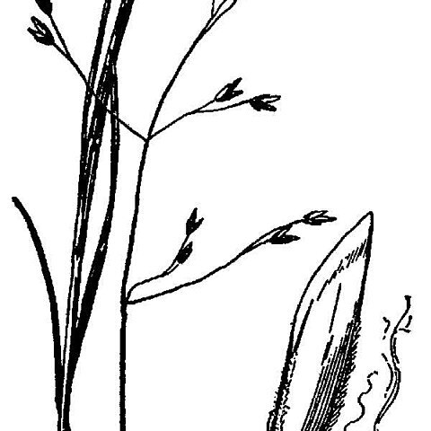 Poa paludigena unspecified picture