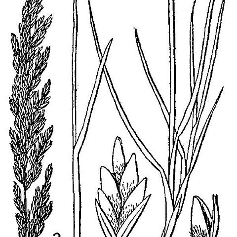 Poa arida unspecified picture