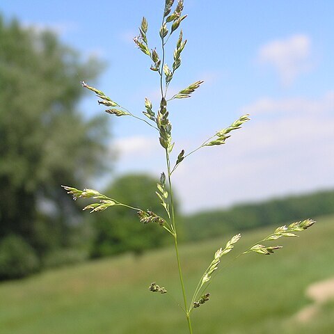 Poa angustifolia unspecified picture