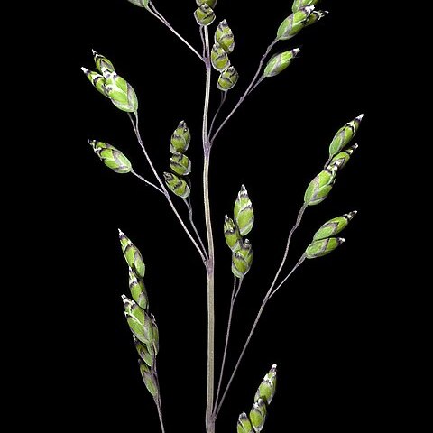 Poa drummondiana unspecified picture