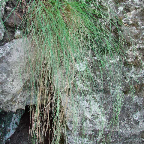 Poa saksonovii unspecified picture