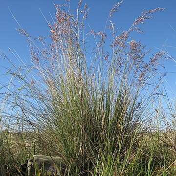 Poa sieberiana unspecified picture