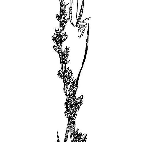 Poa bigelovii unspecified picture