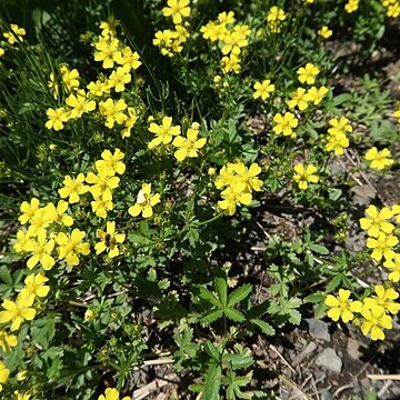 Potentilla anemonifolia unspecified picture