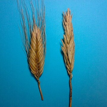 Triticum polonicum unspecified picture