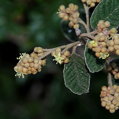 Pomaderris oraria unspecified picture