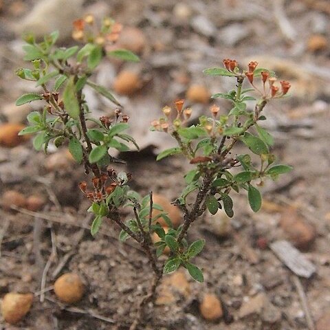 Pomax umbellata unspecified picture