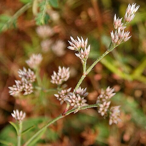 Polycarpaea corymbosa unspecified picture