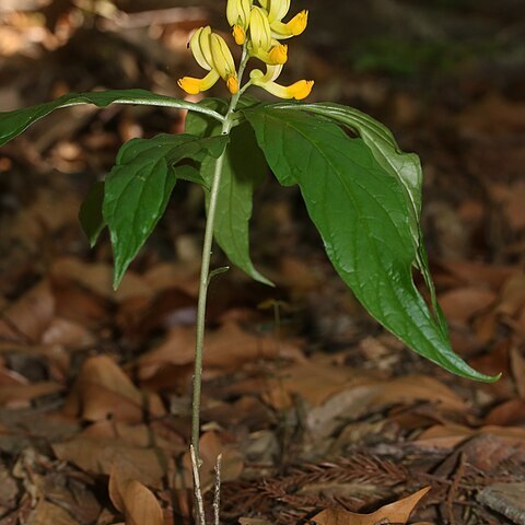 Polygala reinii unspecified picture