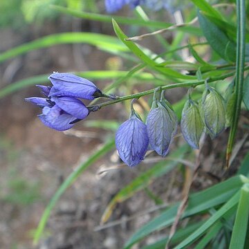 Polygala baetica unspecified picture