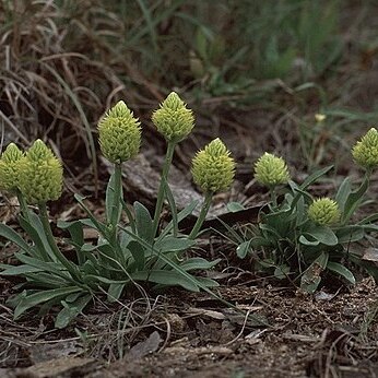 Polygala nana unspecified picture