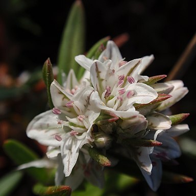 Polygonum paronychia unspecified picture