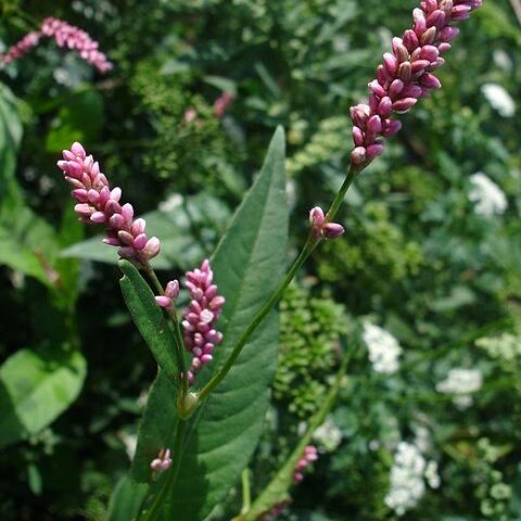 Polygonum unspecified picture