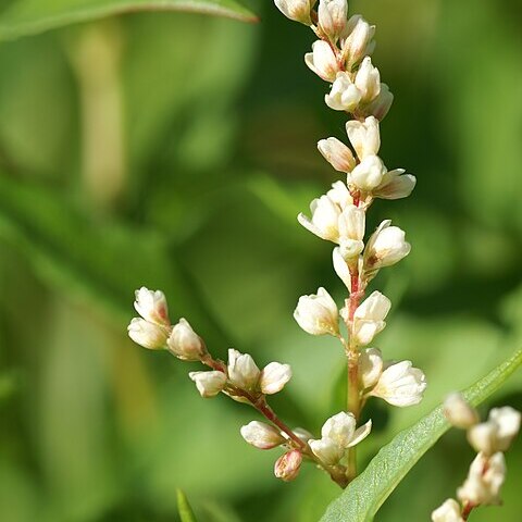 Polygonum divaricatum unspecified picture