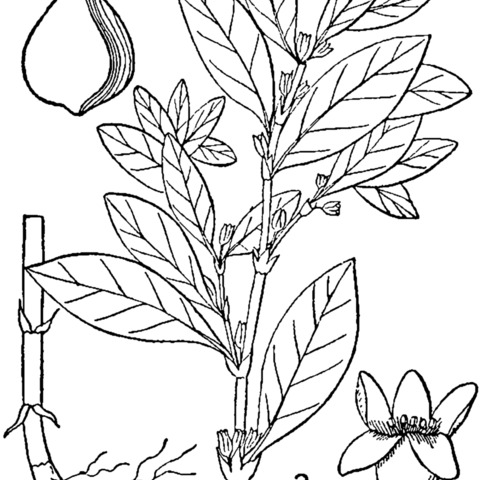 Polygonum erectum unspecified picture