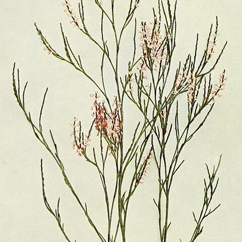 Polygonella articulata unspecified picture